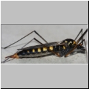 Nephrotoma crocata - Gelbbindige Schnake w07b.jpg